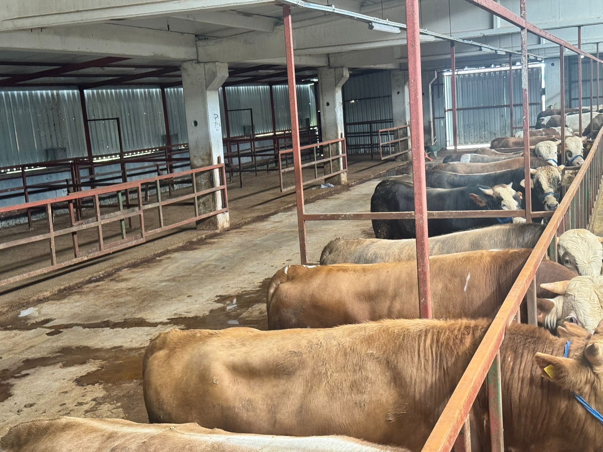 Üstten Çekim Kurbanlık Dizilimi